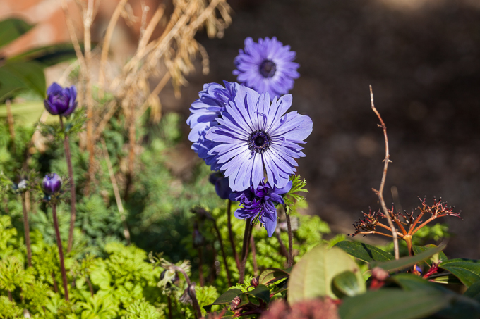 Hodsock 2014 (10)